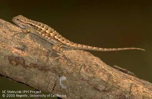 Female western fence lizard.